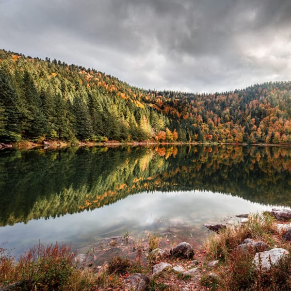 Les reflets des sapins qui bordent le lac des Corbeaux, à la Bresse