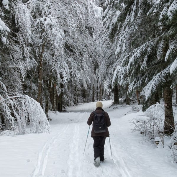 Randonnée raquettes Vercors : vue sur une randonneuse se promenant à raquettes à travers une forêt enneigée