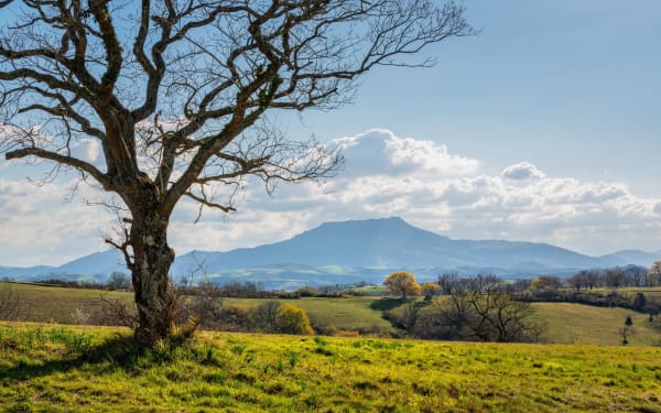 Nouvelle-Aquitaine : Champs d'herbe avec arbres et sommet au loin