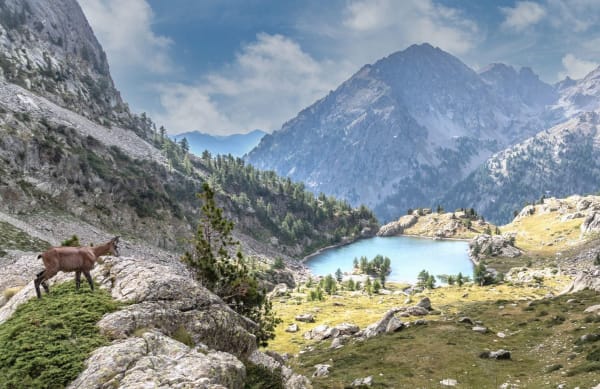 Un chamois au dessus d'un lac du Mercantour