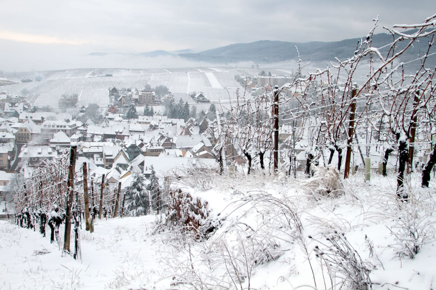 Vignoble et village alsacien sous la neige