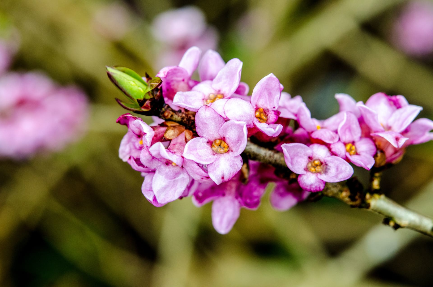 Fleurs roses sur branche avec bourgeon