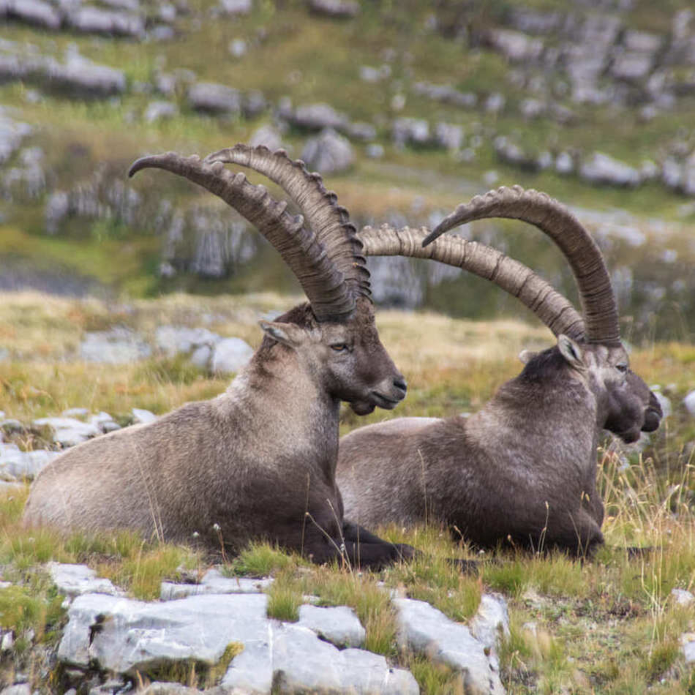 Deux bouquetins dans le désert de Platé