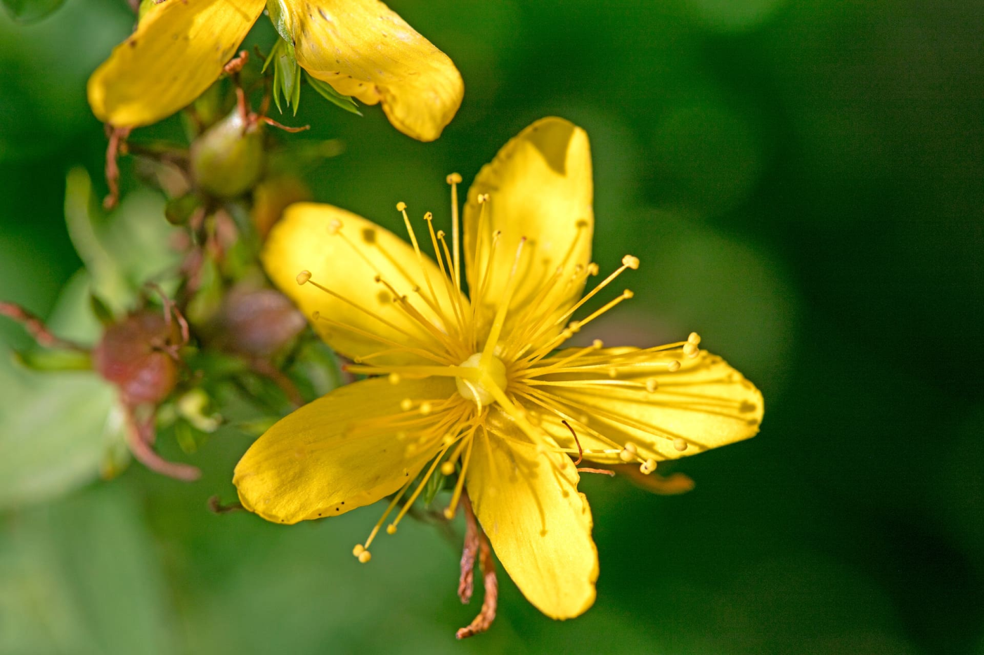 Randonnée belvédère mont Revard : petite fleur jaune zoomée