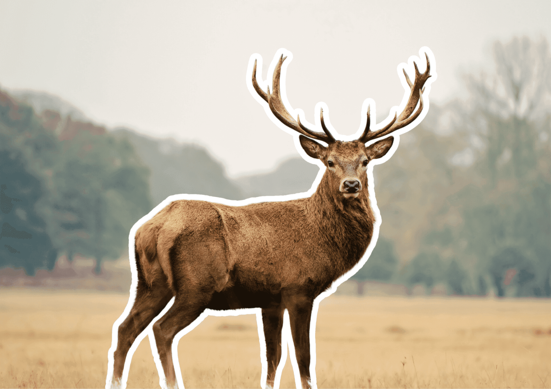 Randonner en forêt et écouter le brame du cerf