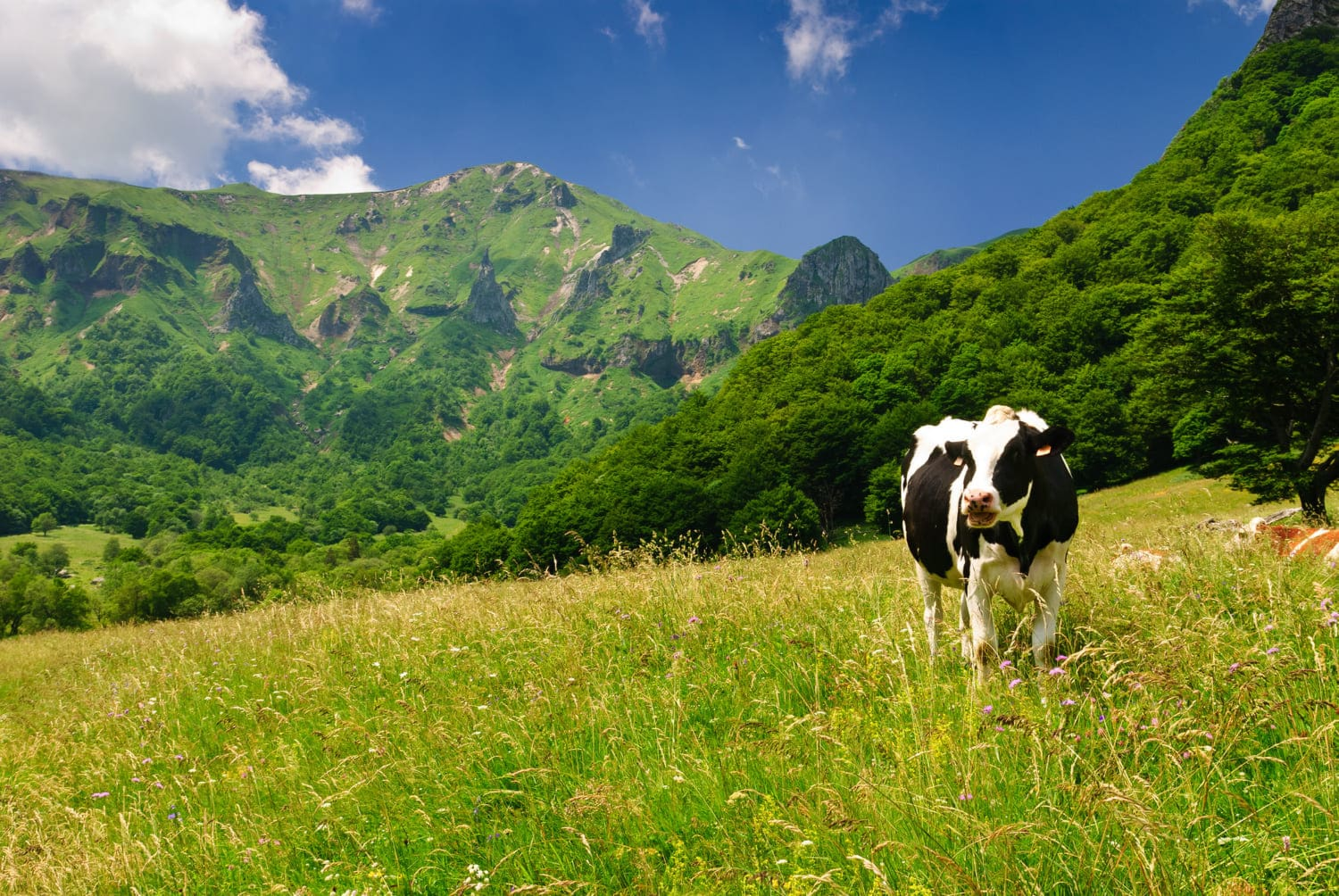 La vallée de Chaudefour avec une vache dans les prairies pâturées