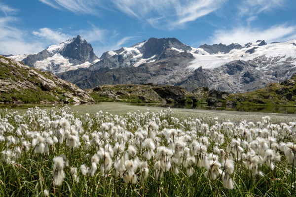 Fleurs et randonnée au plateau d'Emparis