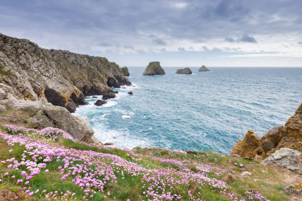 Randonnée Crozon : vue sur une baie de la presqu'île au printemps, avec de petites fleurs roses sous un ciel gris