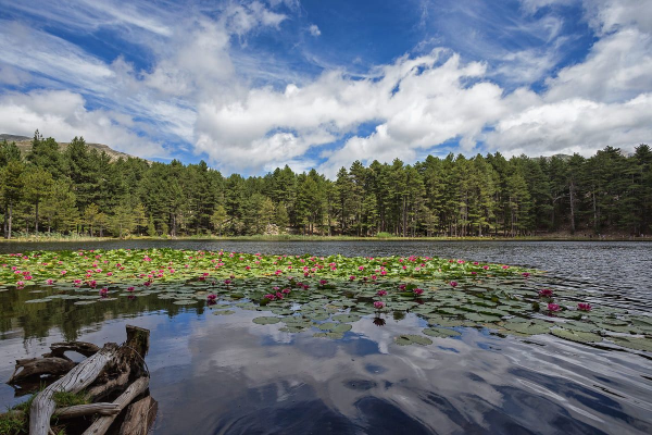 Randonnée lac de Creno : vue sur le lac et les nénuphars en début d'été