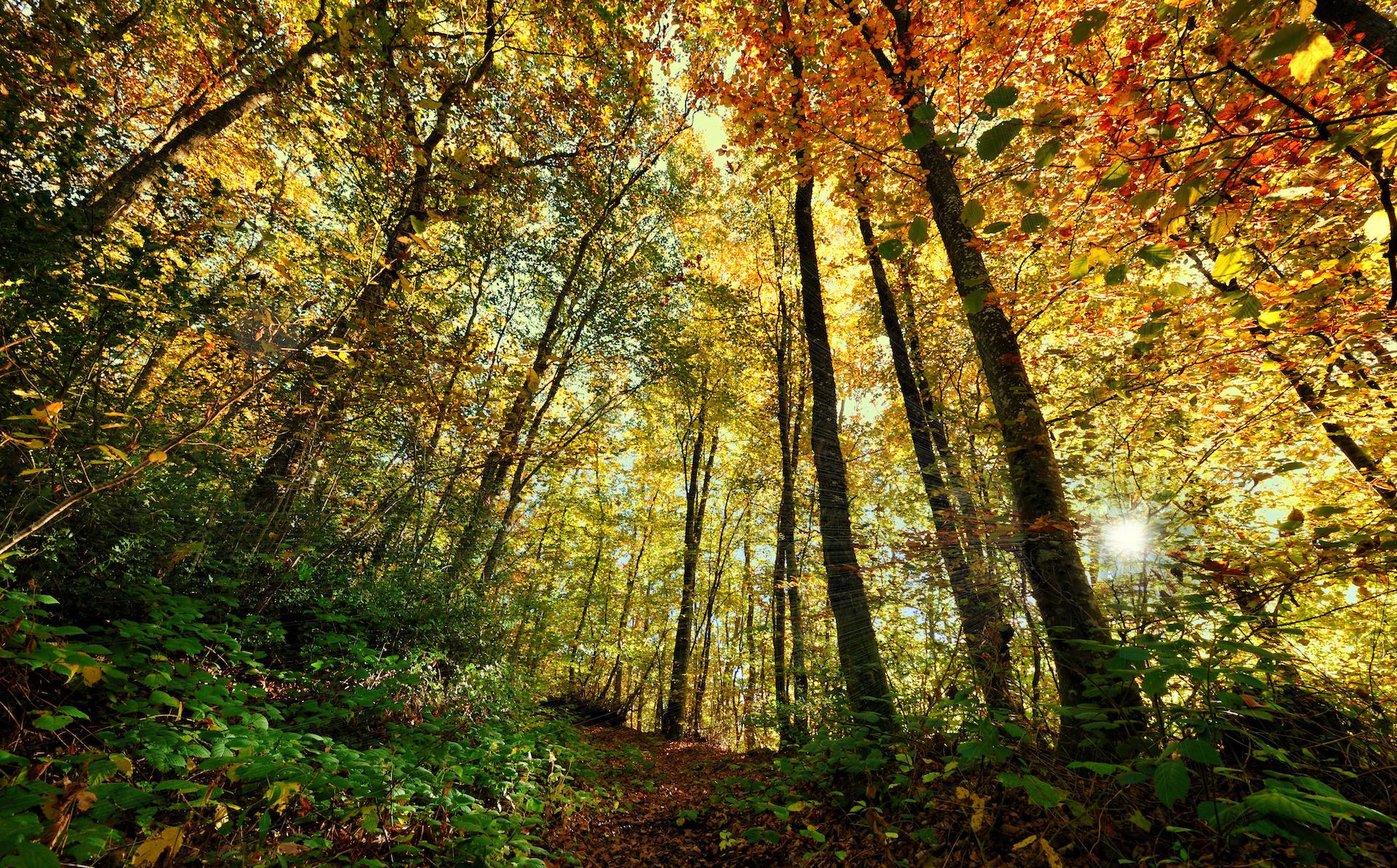 Ravel et sa balade en forêt