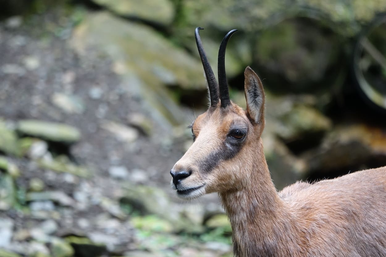 Un Isard dans les Pyrénées