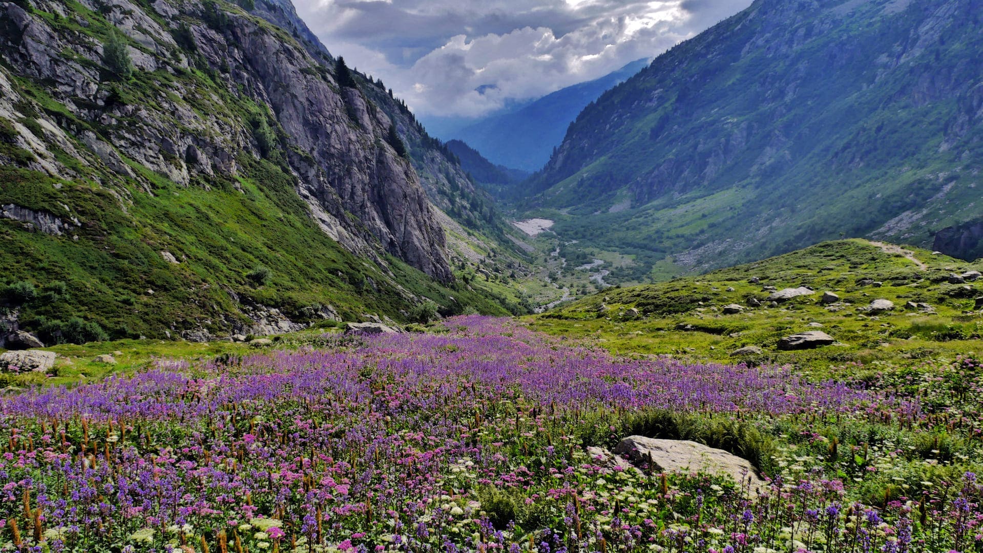 Randonnée mont Buet : fleurs violettes et vallée verdoyante