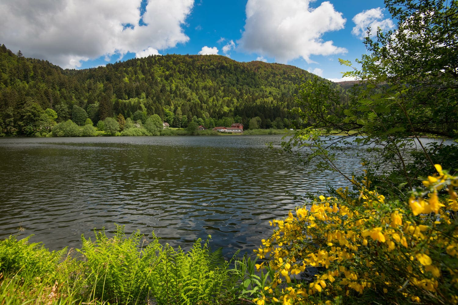 Randonnée lac de Longemer : lac entouré de fleurs et de montagnes