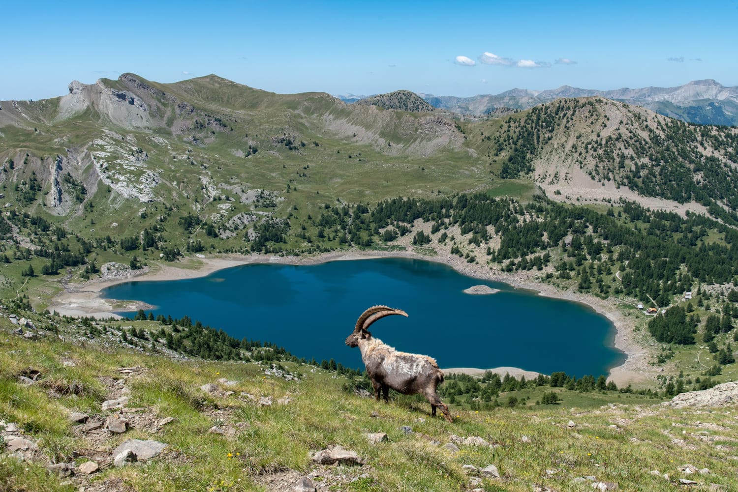 Un bouquetin marche devant le lac d'Allos