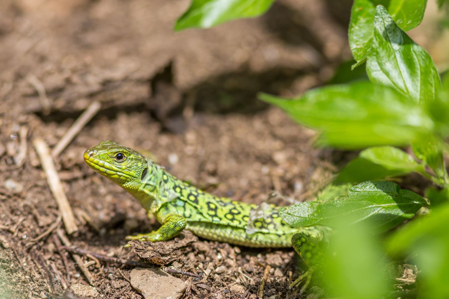 Un lézard ocellé comme on peut en voir dans le cirque de Mourèze