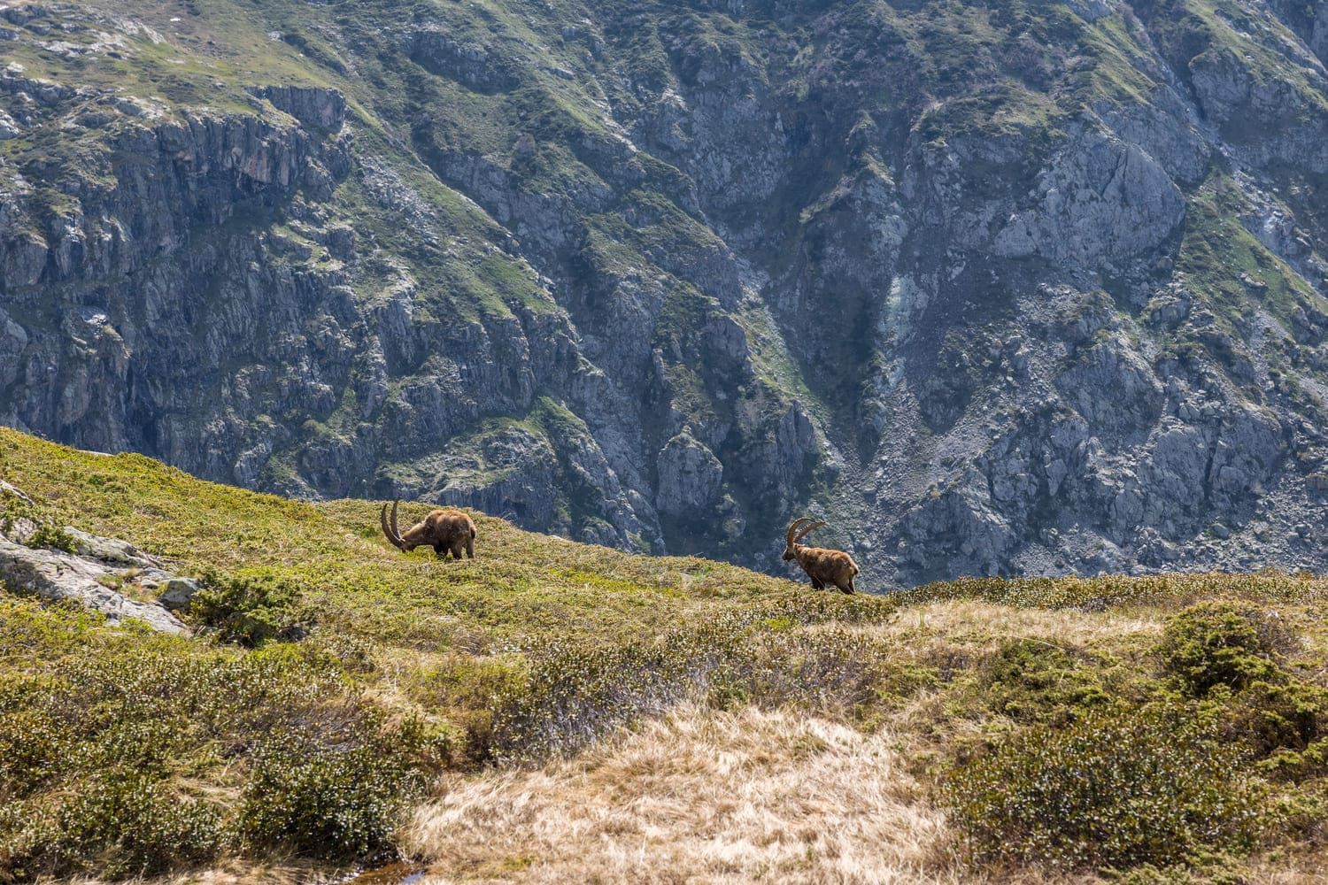 Randonnée lac du Lauzon : bouquetins dans herbe au milieu de la montagne