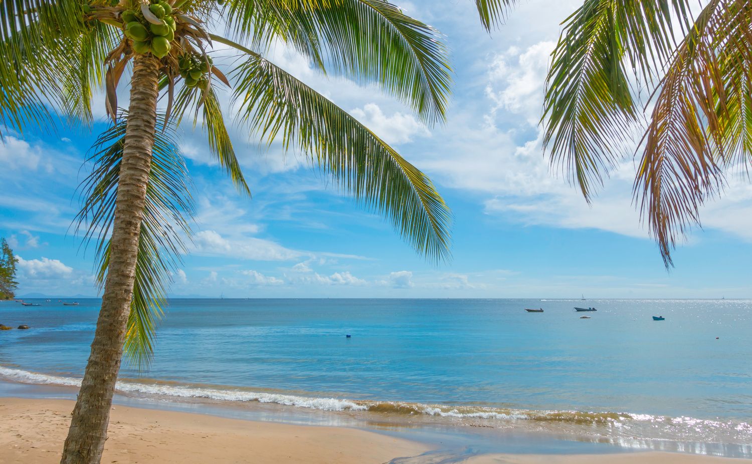 Plage de la Petite Anse en Martinique à proximité du Morne Larcher.