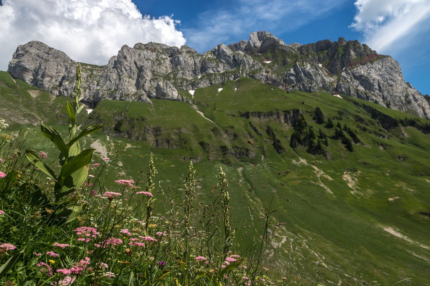 Randonnée Cornettes de Bise : fleurs et herbe verte au pied de montagnes rocheuses