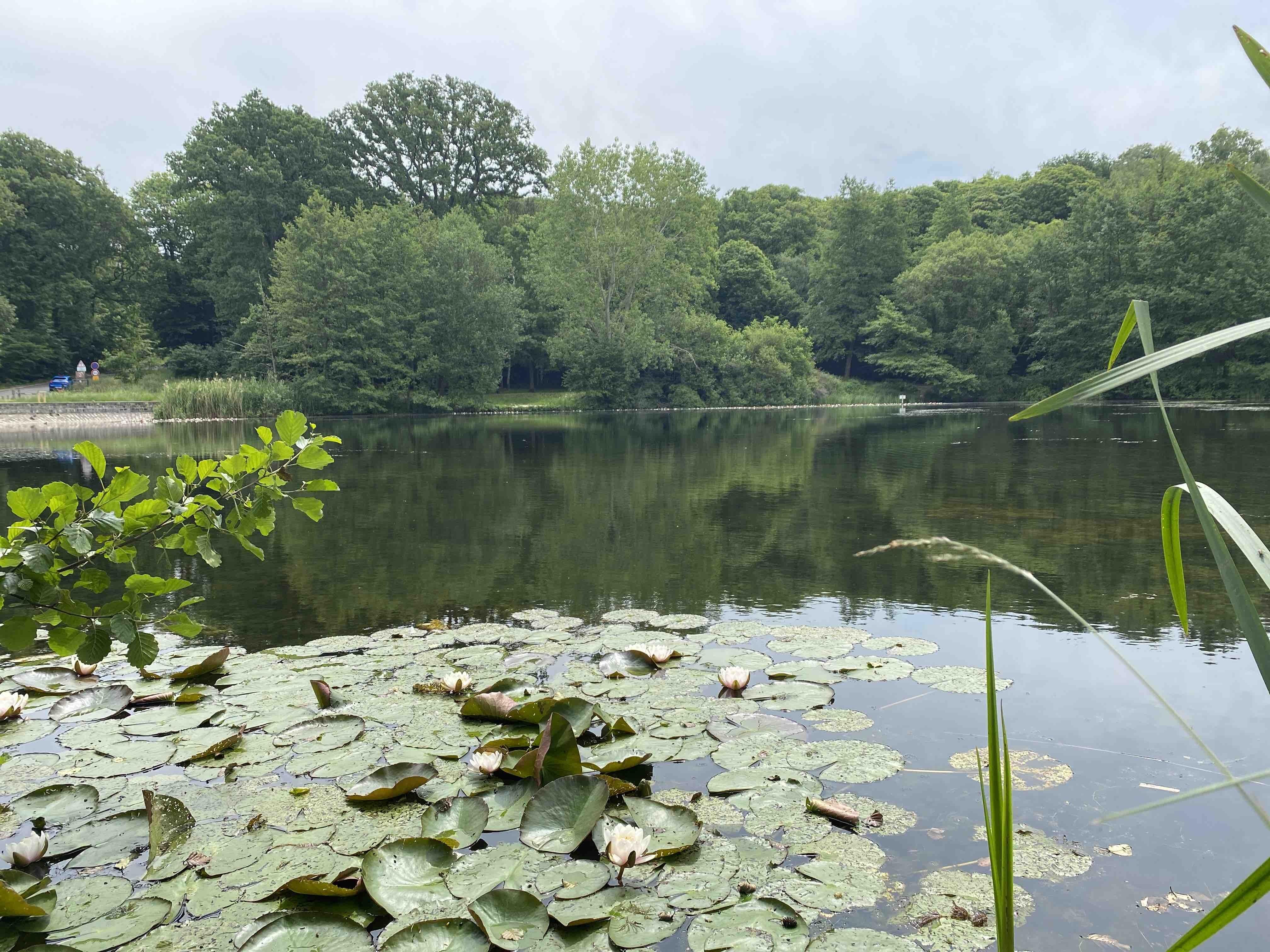 Bulle d'air dans la forêt de Versailles et à l'étang des Ecrevisses