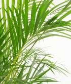 areca-palm