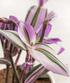 tradescantia-nanouk