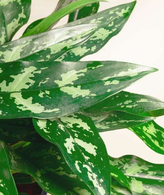 chinese-evergreen