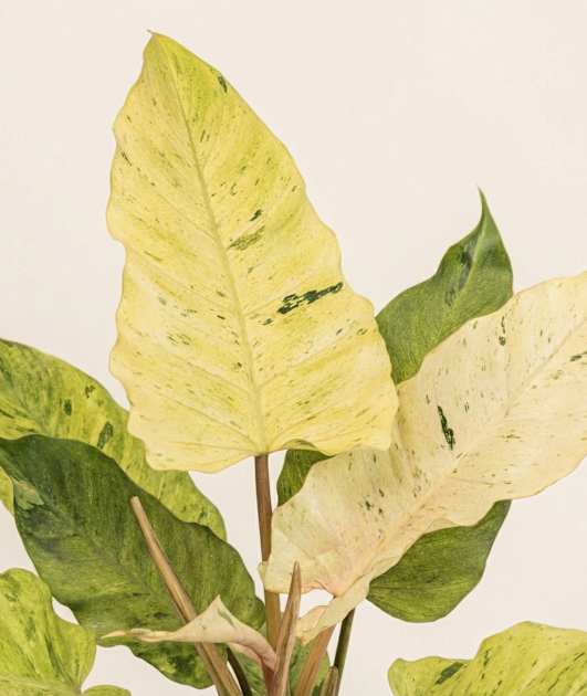 philodendron-snowdrift