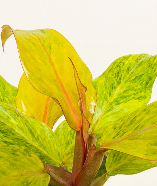 philodendron-orange-marmalade