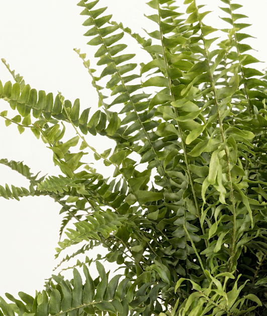 boston-fern
