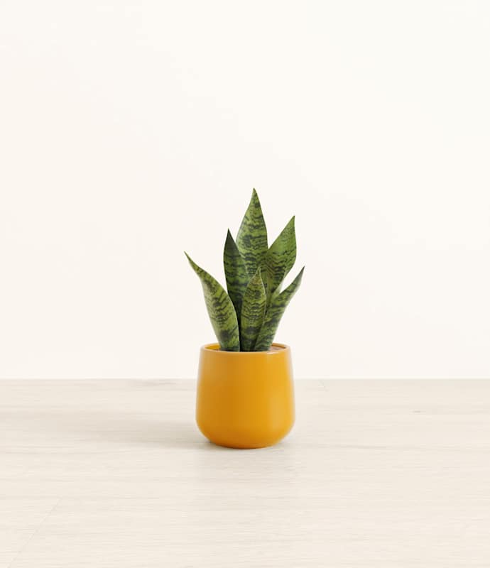 Green Snake Plant - Thumbnail 3