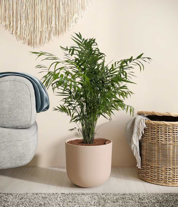 Parlor Palm - Thumbnail 2