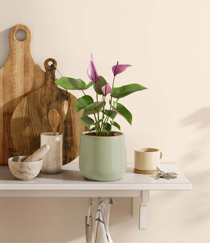 Easyplant Anthurium - Thumbnail 2
