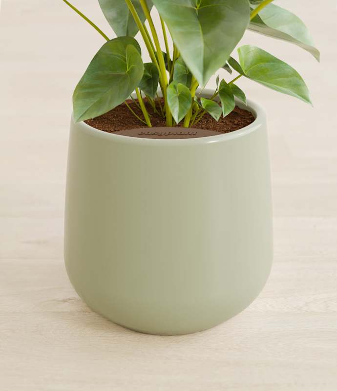Easyplant Anthurium