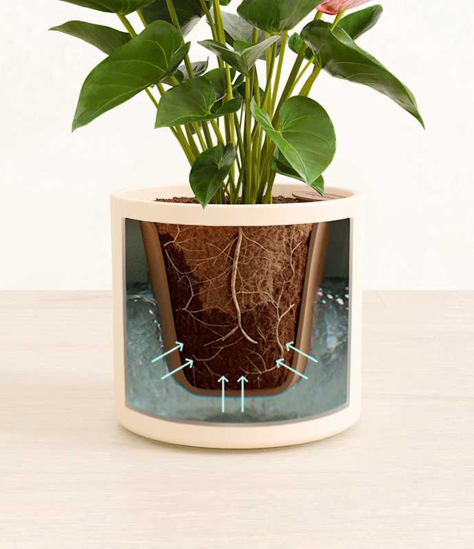 Anthurium Livium - Thumbnail 2