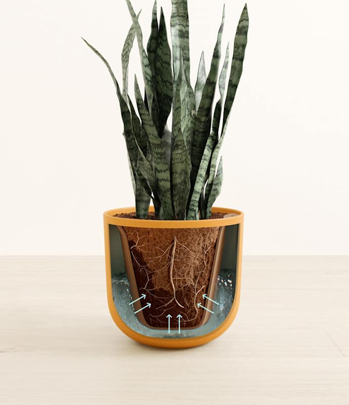 Green Snake Plant