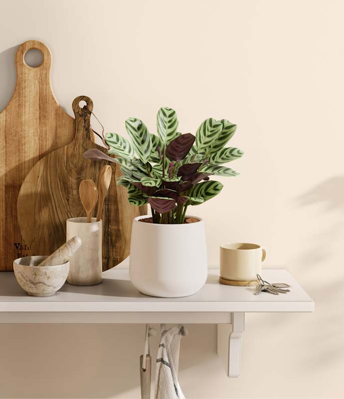 Marxii Calathea - Thumbnail 3