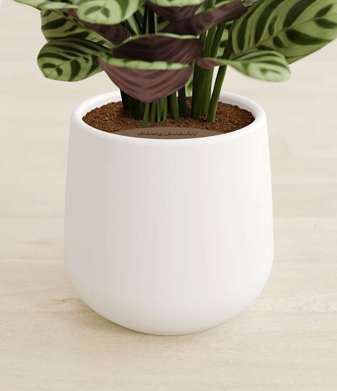 Marxii Calathea - Thumbnail 4