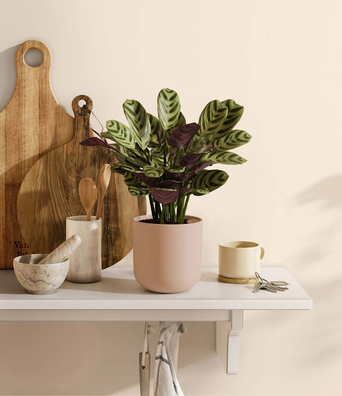 Marxii Calathea - Thumbnail 5