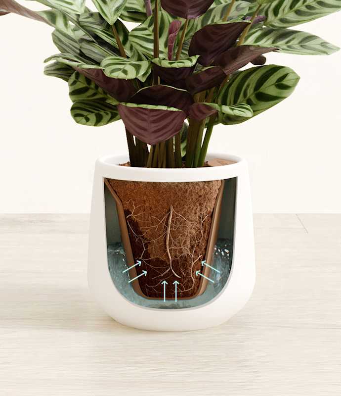 Marxii Calathea