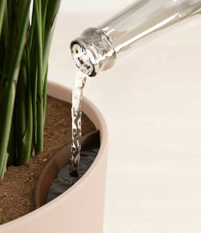 Parlor Palm - Thumbnail 4