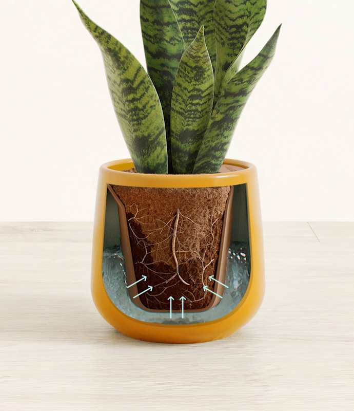 Green Snake Plant - Thumbnail 2