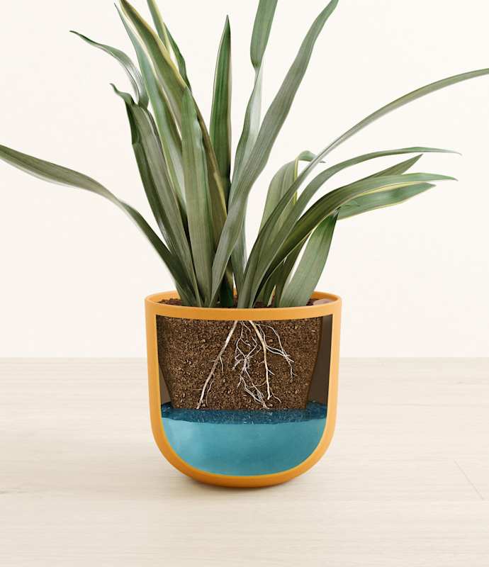 Green Snake Plant - Thumbnail 5