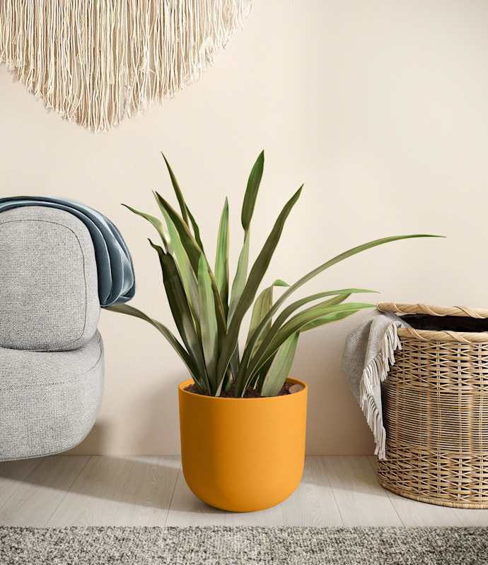 Easyplant Snake Plant - Thumbnail 5