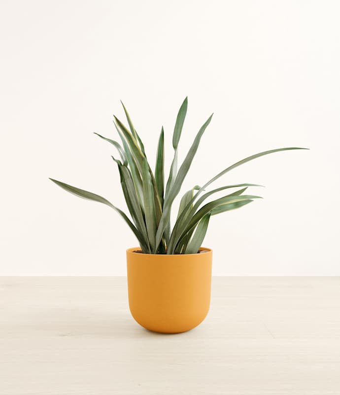 Green Snake Plant - Thumbnail 4