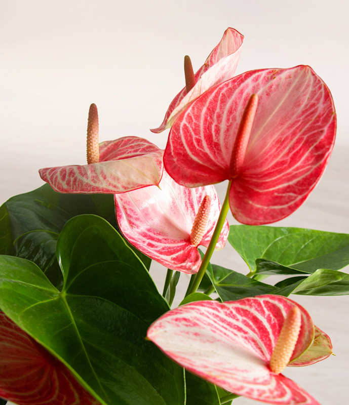 Anthurium Livium - Thumbnail 3