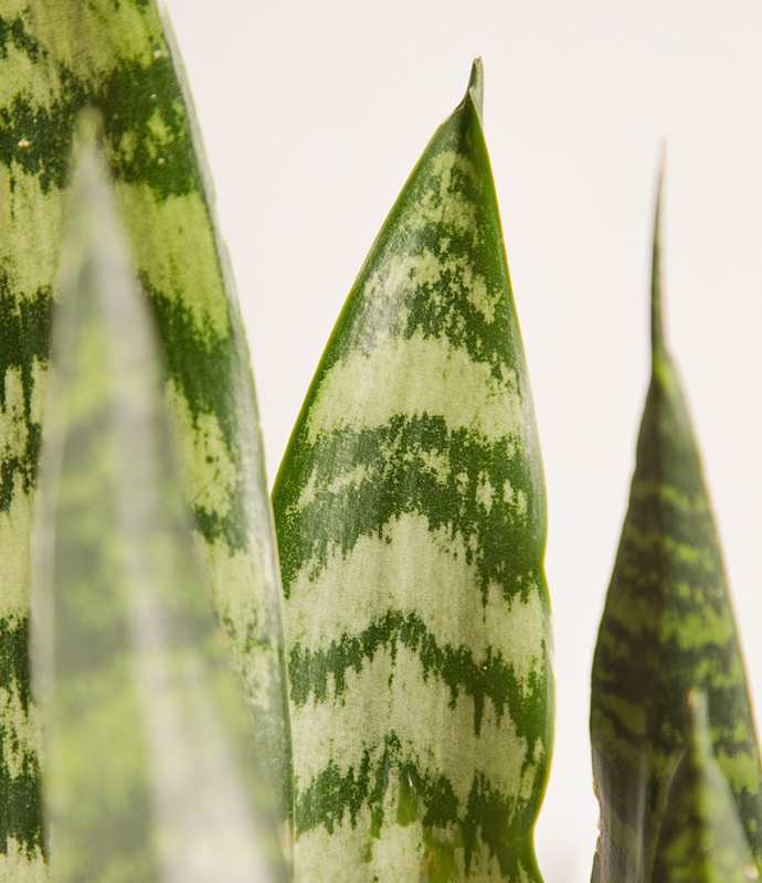 Green Snake Plant