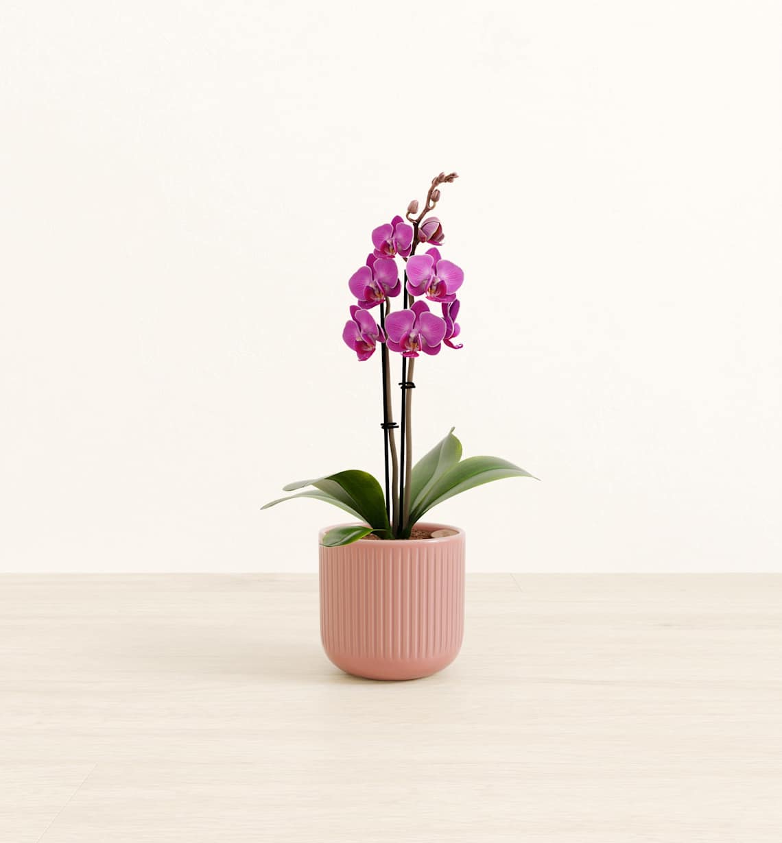 plant hanger with pot Juno Macrame Plant Hangers (set of 4)