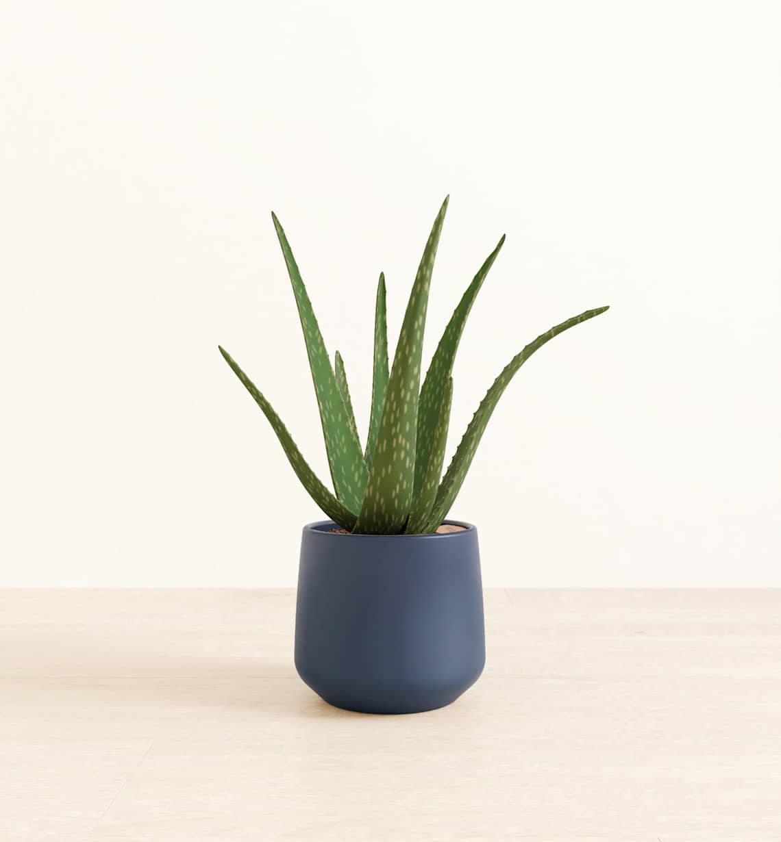 Medium Plants: Easy-Care in Self-Watering Pots | easyplant