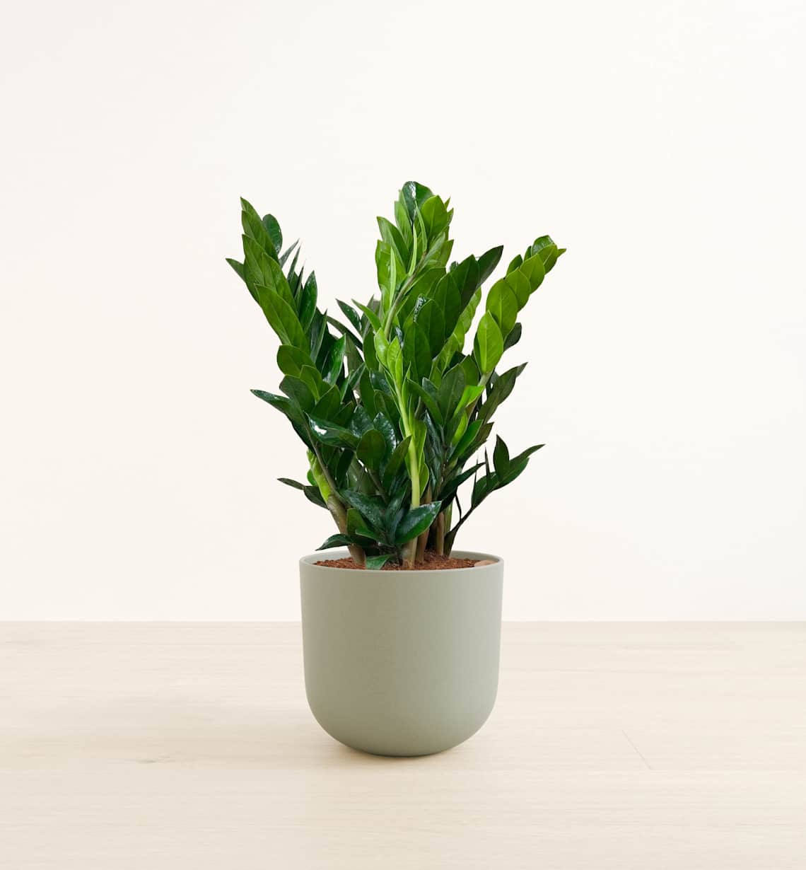 Low Light Houseplants: Self-Watering Plants for Dark Rooms | easyplant