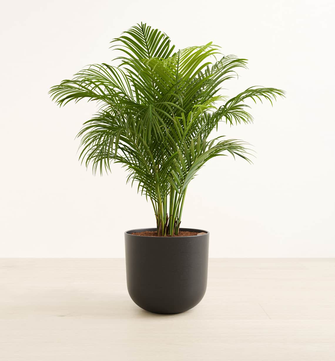 Large Plants in a Self-Watering Pot | easyplant